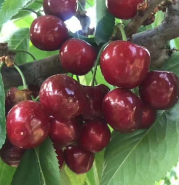 齐早布鲁克斯萨米托大樱桃山区大樱桃口感甜脆颜色鲜亮