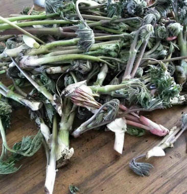 [升麻批发]野生升麻芽,内蒙古深山野生农户自采自销一手货源!价格30.