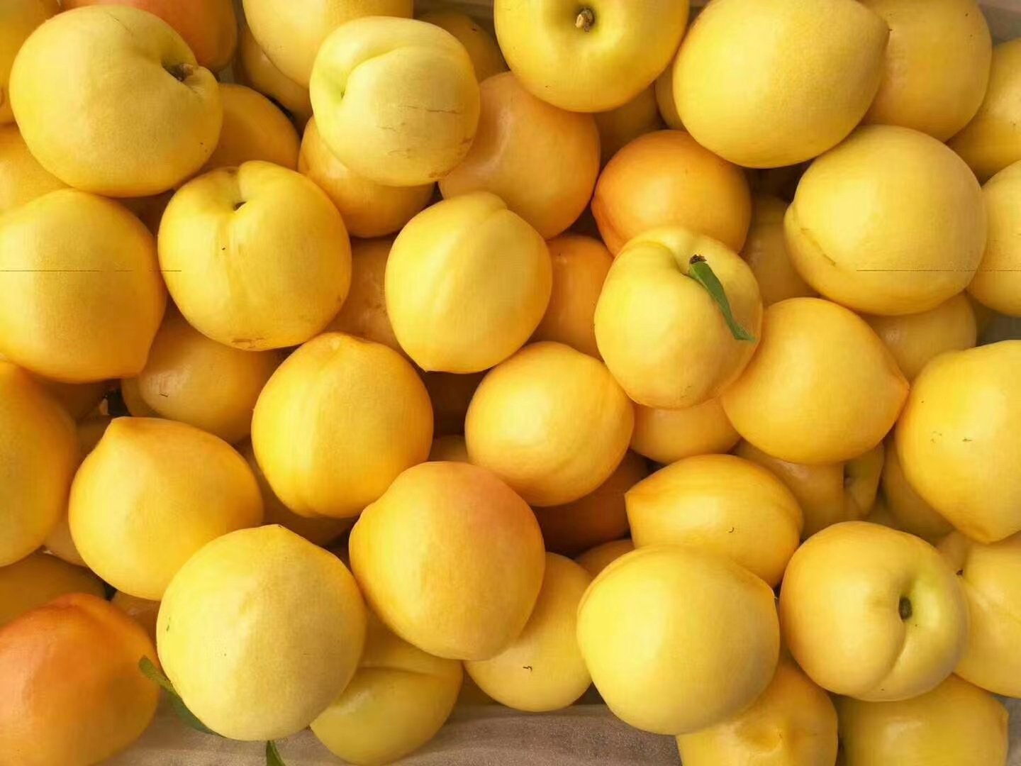 中油金胜油桃切面展示图