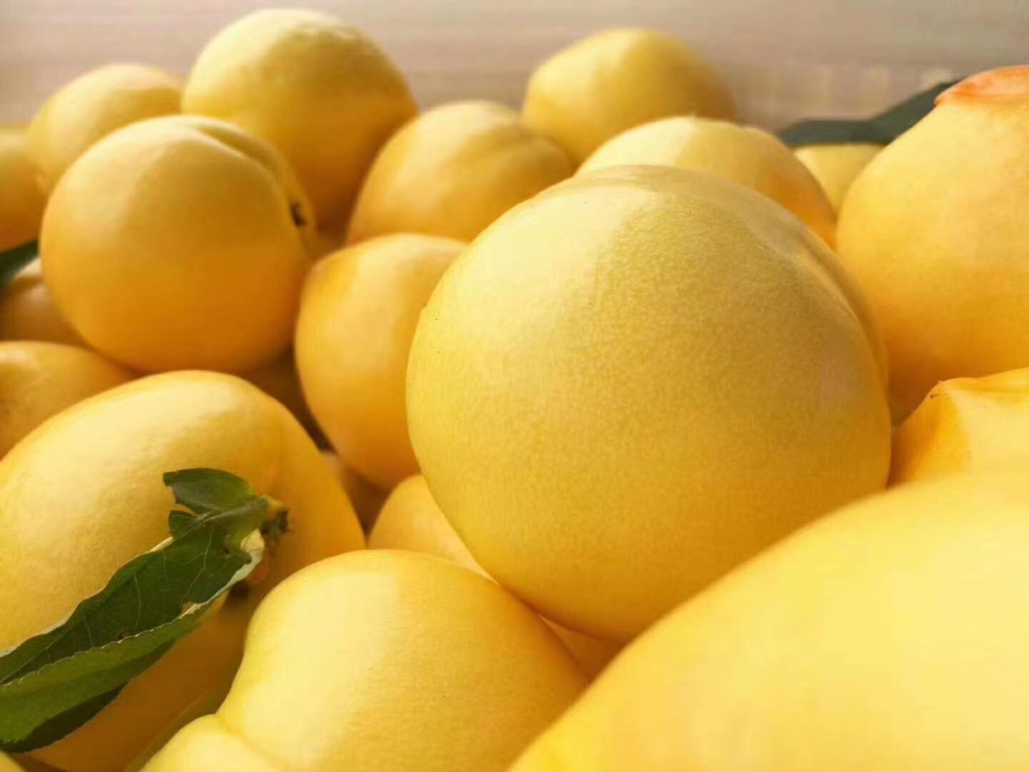 黄油桃果实特写,展示其光滑果皮和金黄果肉 黄油桃果实特写