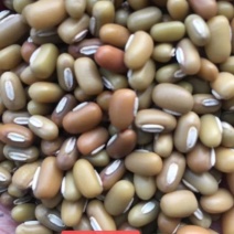 竹豆