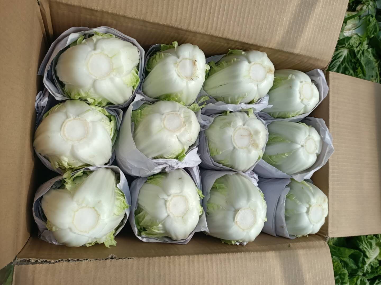 毕节黄心白菜装箱准备外运