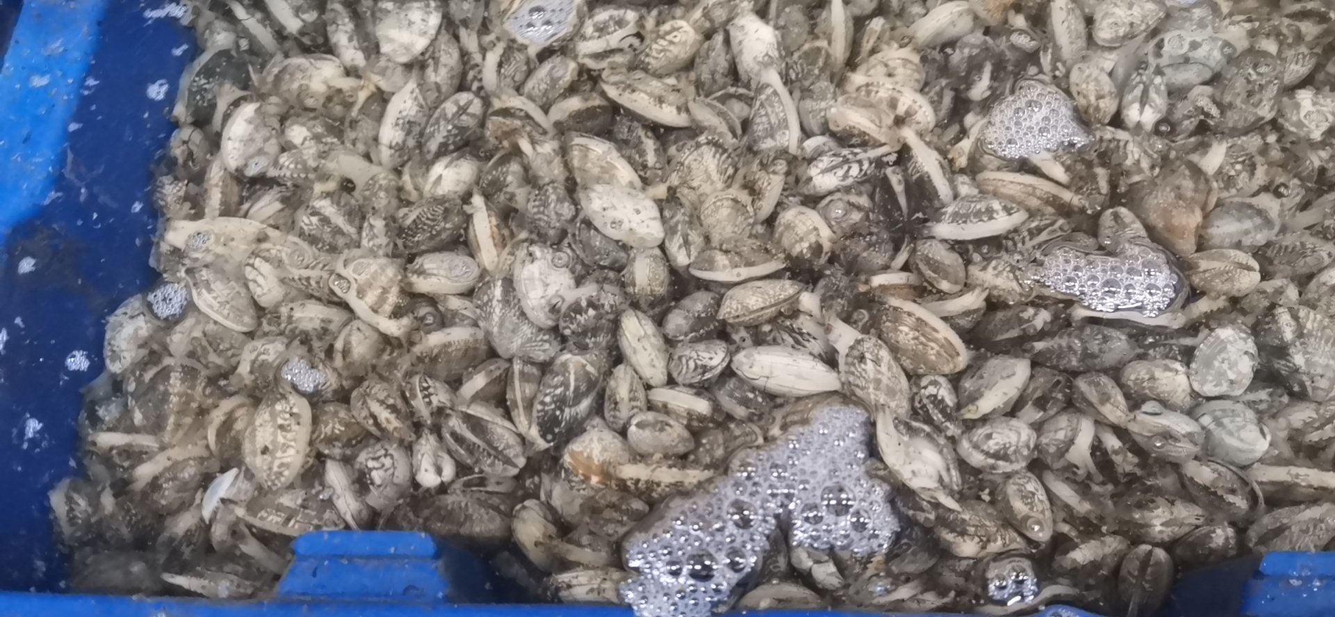 鲜活菲律宾蛤仔(Ruditapes philippinarum)原产地采收状态,壳表纹理清晰,无泥沙附着,体现高 freshness 品质 花蛤实物特写:新鲜带壳花蛤整齐铺于竹匾上,壳面呈黄褐色与浅紫色放射纹,部分微张口,表面湿润有光泽,背景为水产市场清晨自然光环境