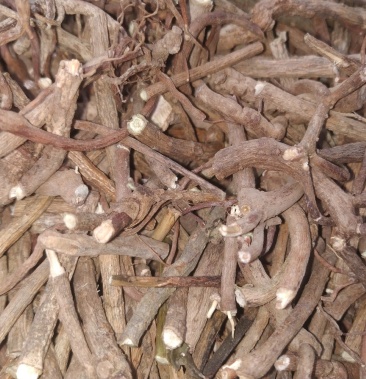 朱砂根小罗伞富贵子干中药材带加工切碎