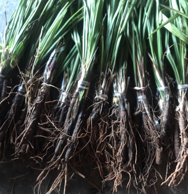 仙茅小宗根云南文山本地野货