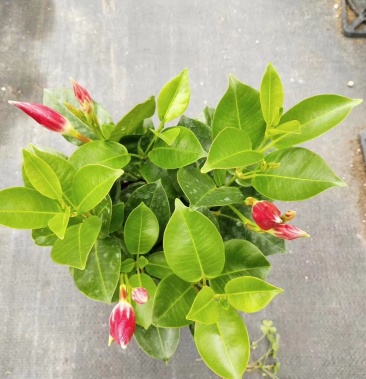 [批发]万里飘香藤盆栽四季开花开花攀爬植物办公室室内花卉价格8.