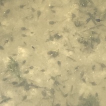 黑斑蛙蝌蚪苗