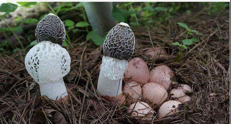 竹荪发育过程示意图