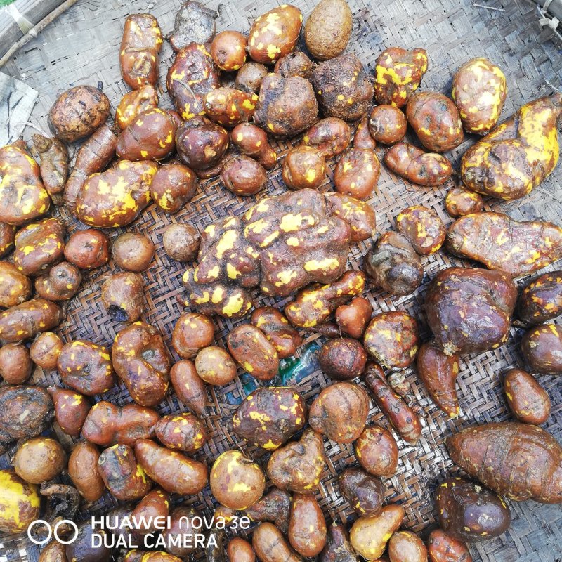 云南野生山茨菇地苦胆金果橄价格美丽货源充足