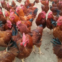 大红公鸡，肉鸡