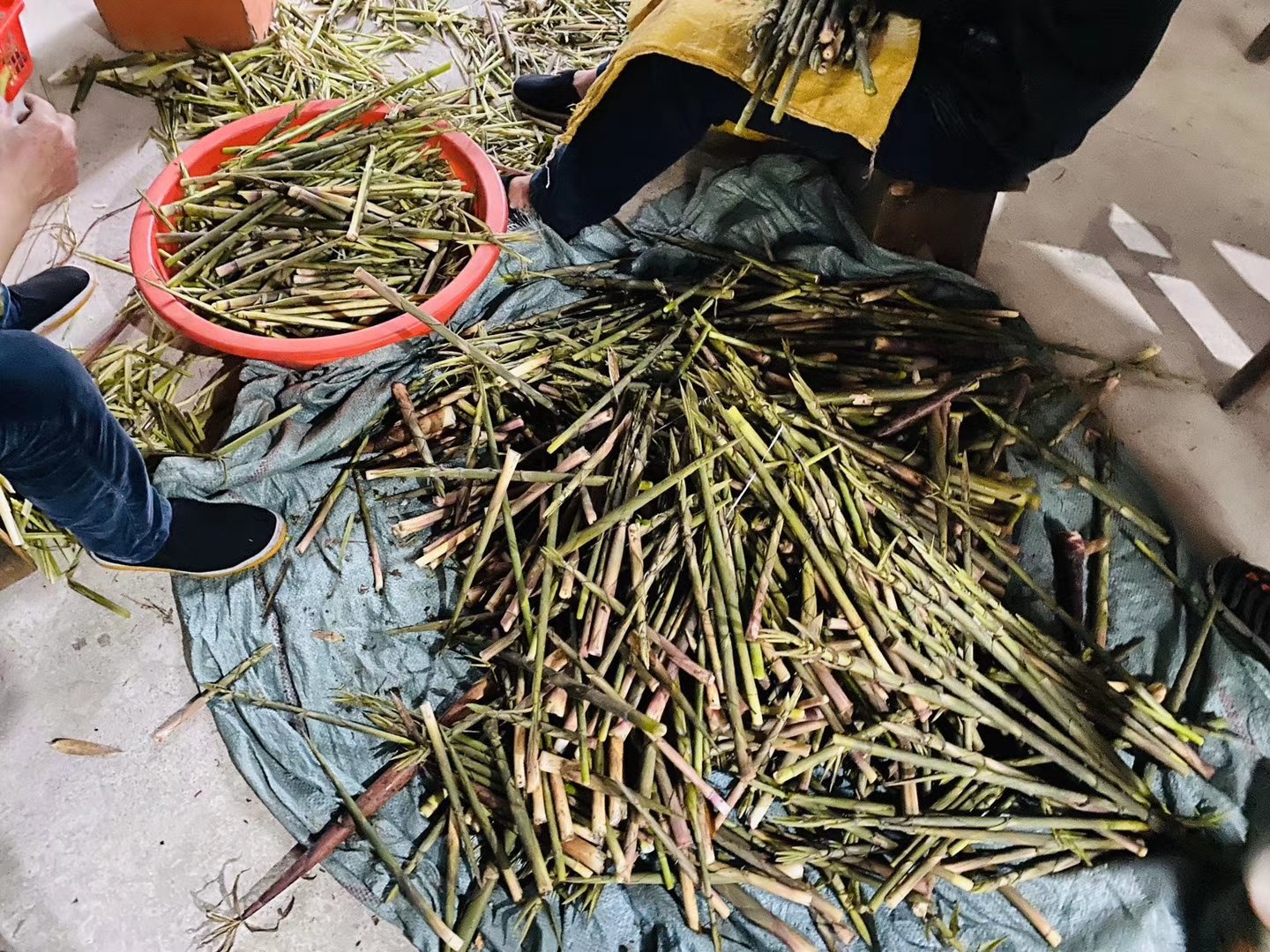 青皮莴笋切片加工过程