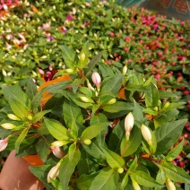 灯笼花，倒挂金钟