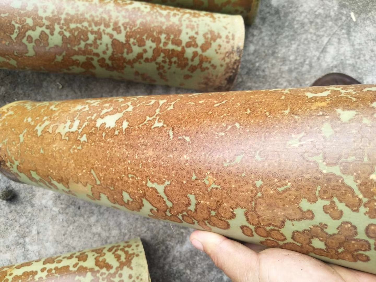 展示竹香园笋尖泡椒的细部特征,包括颜色、表皮纹理和独特笋尖状形态 竹香园笋尖泡椒特写图