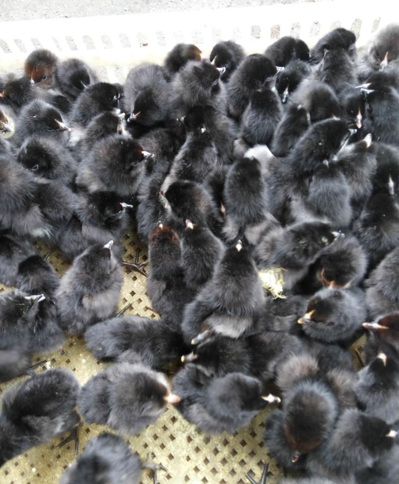 五黑鸡苗:欲速购买,量大从优