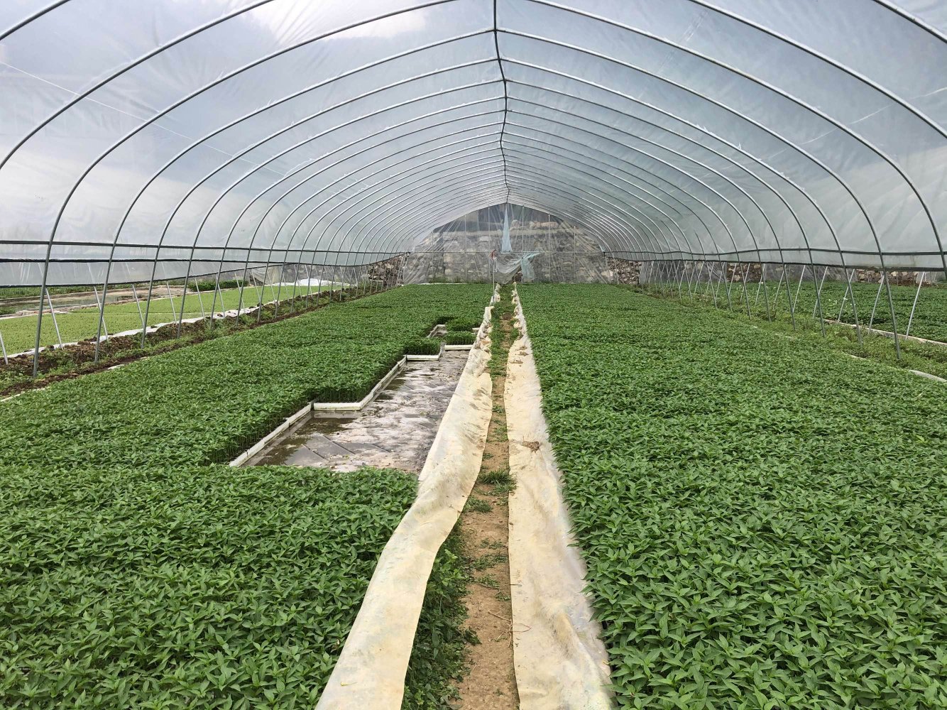 辣椒种植基地航拍图