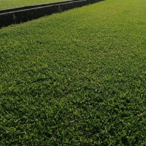永盛草业大叶油草