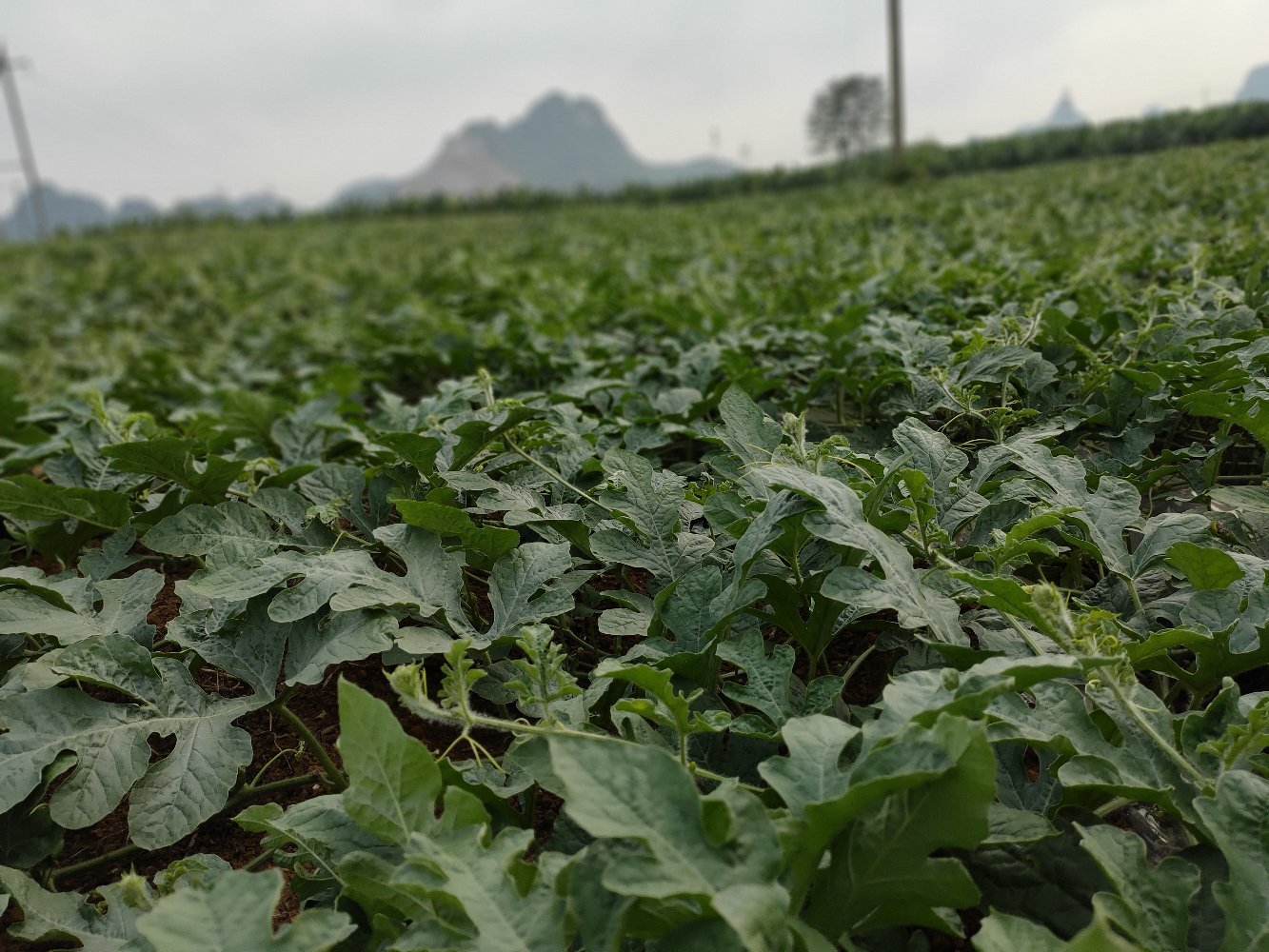 农田中成熟的黑美人西瓜