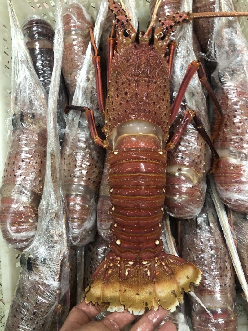 澳洲红龙,美龙,西澳,超大龙虾,酒楼采购,冷冻