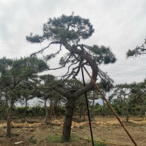 造型松绿化苗木，自己种植
