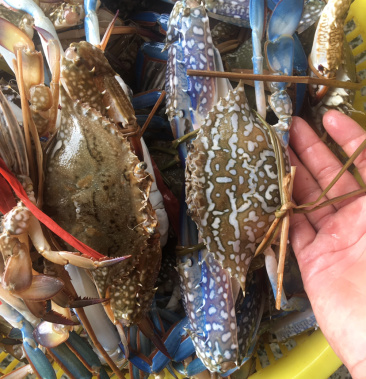 蓝花蟹冰鲜北部湾海产地直发欢迎咨询