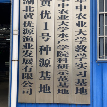 黄黄优壹号黄骨鱼鱼苗
