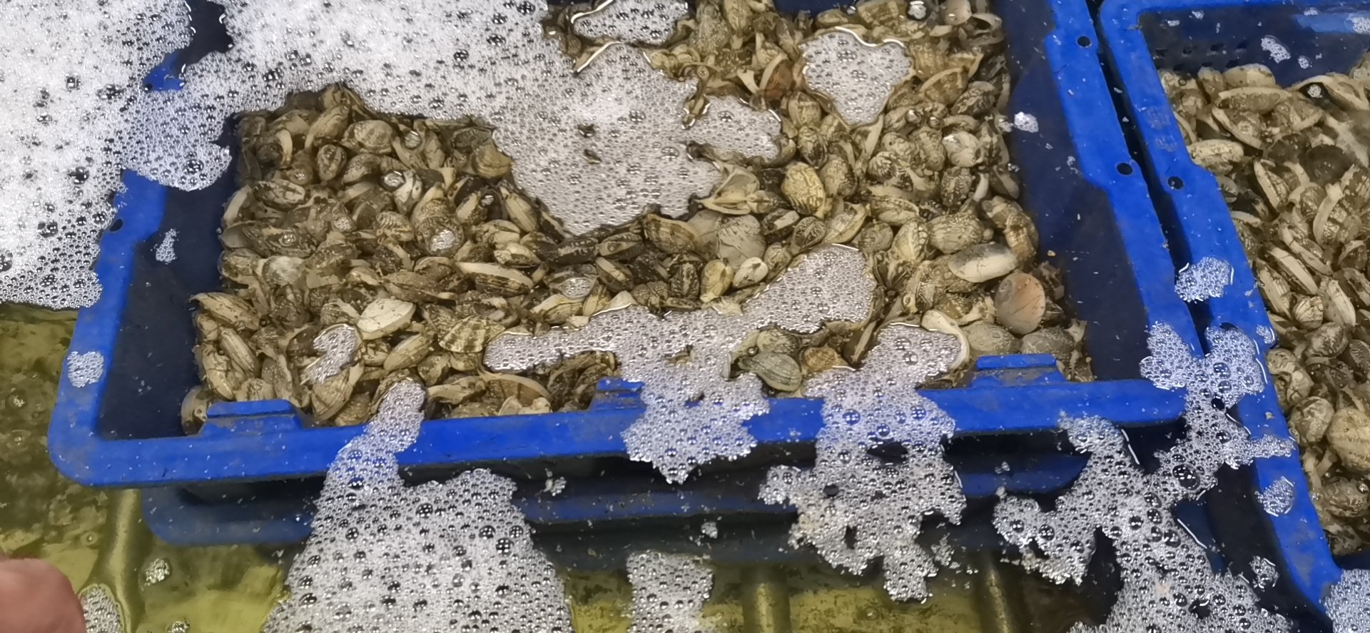 俯拍玻璃盆中花蛤在淡黄色盐水中微微开合,水面漂浮少量黑色泥沙和香菜根,盆边放置生姜片和电子计时器显示'01:45' 花蛤盐水吐沙过程特写