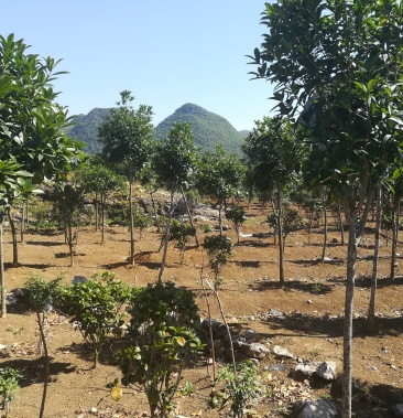 贵州关岭200亩绿化苗木基地各类绿化苗木大量上市中