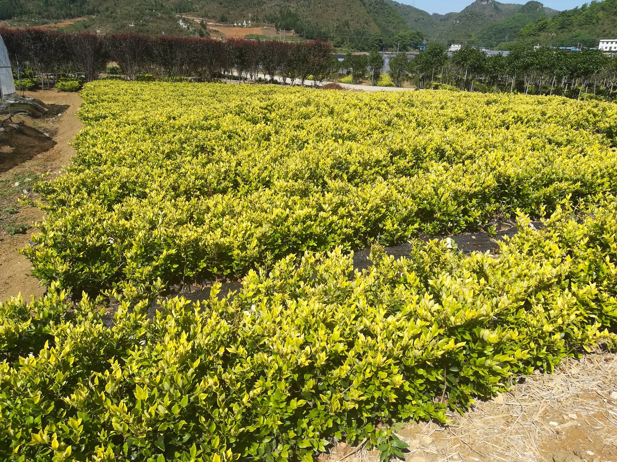 美国红枫种植基地实景图