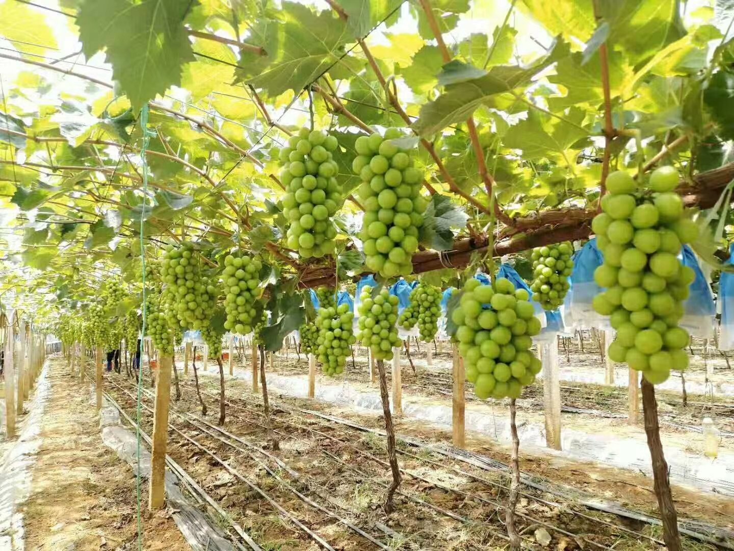 一片郁郁葱葱的青提种植园,藤蔓上挂满成串翠绿透亮的青提果实,阳光透过叶片洒在果穗上,呈现出晶莹剔透的视觉效果,背景为整齐排列的葡萄架和远处的山丘 青提果园全景图