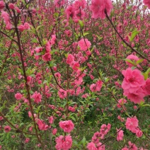 基地大量供应桃花(碧桃)大小苗