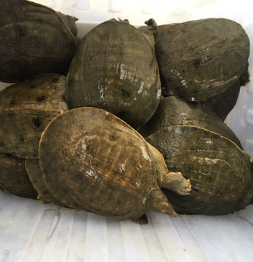 [鳖批发]甲鱼鳖鱼生态鱼黑花甲鱼价格40.00元/斤 - 一亩田