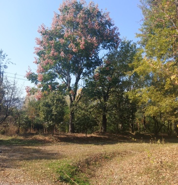 栾树截头发冒树干通直