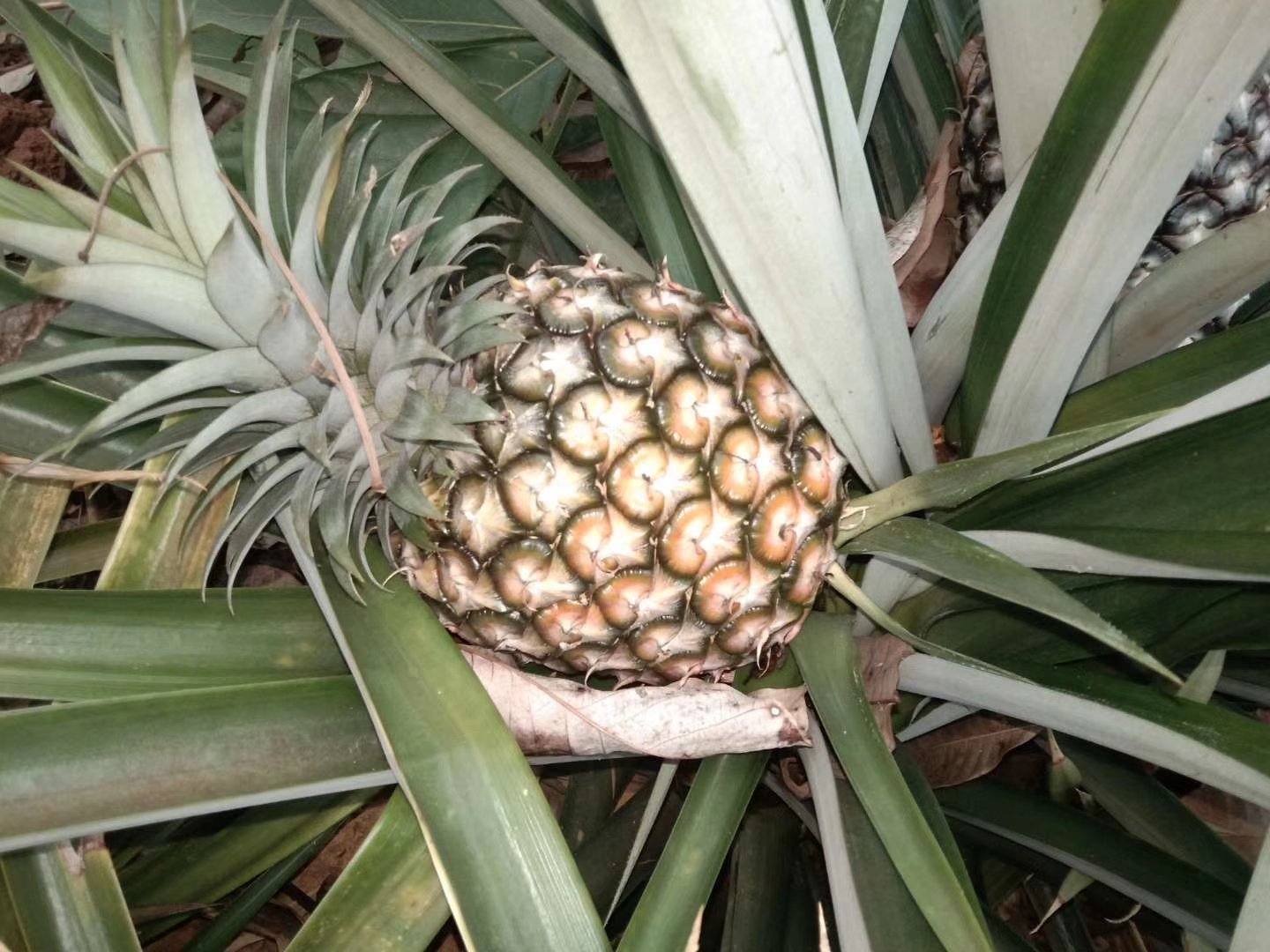 菠萝切开内部图