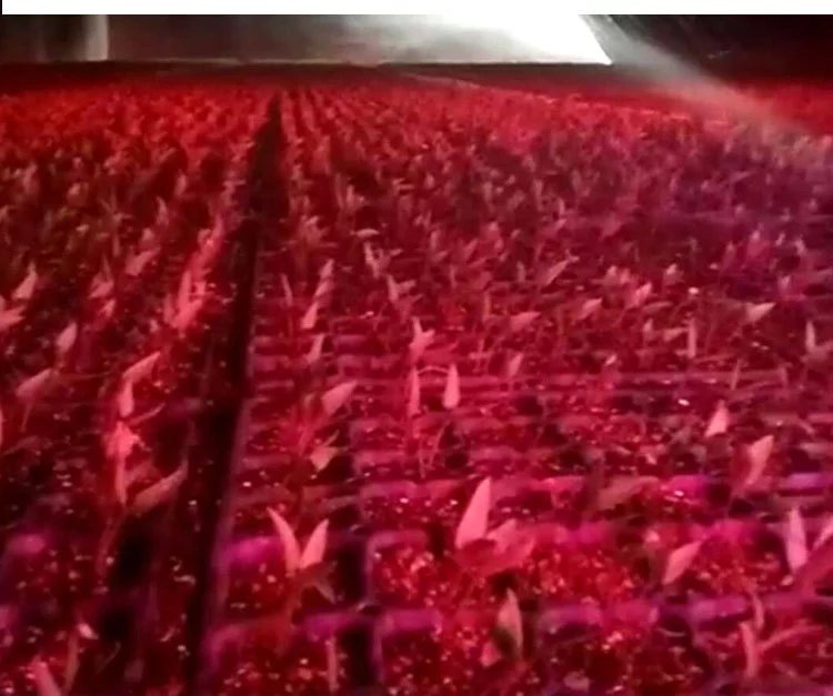 菠萝头水培与补光灯配合使用