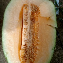 哈密瓜
