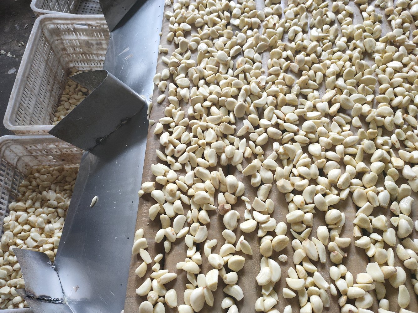 现代化蒜米自动加工生产线