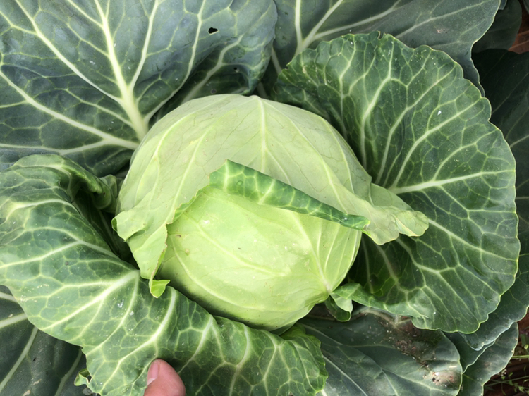 牛心甘蓝横切面特写照片