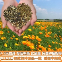 多年生冰岛虞美人宿根品种花卉种子批发厂家直发