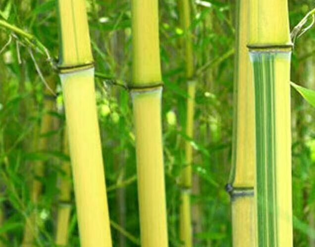小金镶玉竹成片种植的竹林景观,阳光下竹竿金黄与绿色条纹交错,极具观赏性 小金镶玉竹竹林景观