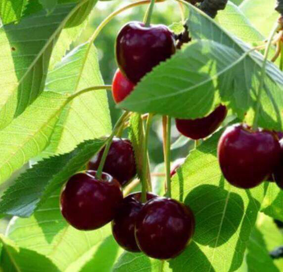 图片说明:左侧为甜樱桃(Prunus avium)成年树,叶片宽大,花朵白色五瓣,果实呈心形,颜色从红至深紫不等;右侧为酸樱桃(Prunus cerasus),植株较矮,果实较小,多用于制作果酱或烘焙。背景为果园环境,阳光充足,土壤疏松 甜樱桃与酸樱桃植株对比图