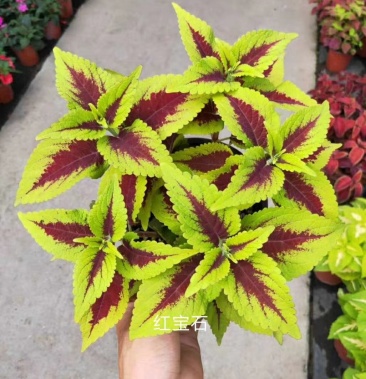 彩叶草!进口彩叶草花彩叶红彩叶黄彩叶种植基地