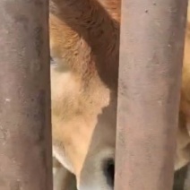 鲁西黄牛肉牛犊价格西门塔尔种牛母牛多少钱一头