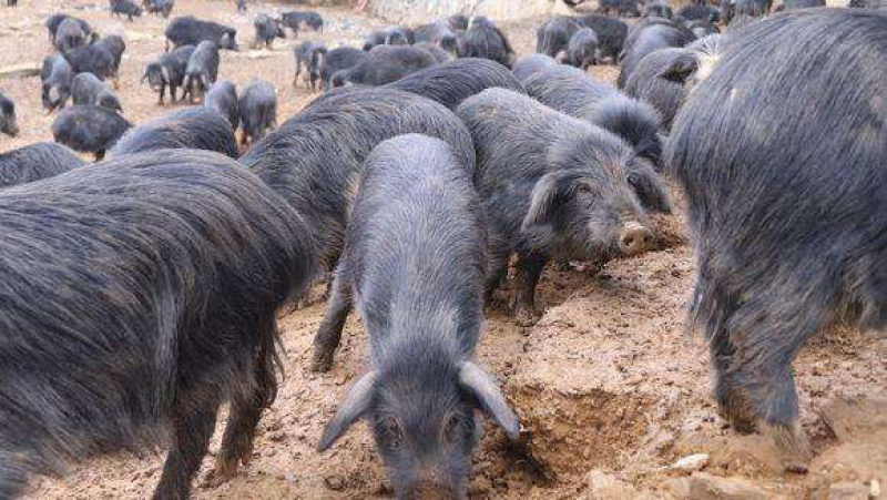 藏香猪活体藏香猪幼崽小藏香猪巴马香猪
