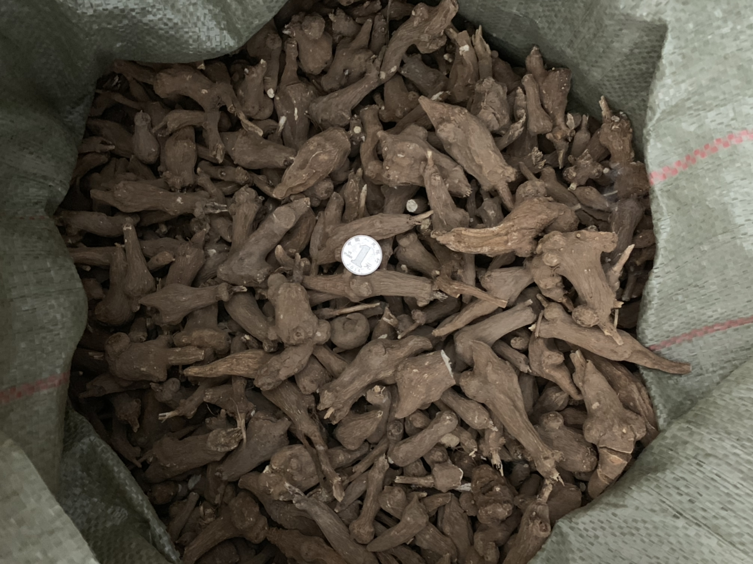 白术植株与干燥白术片特写