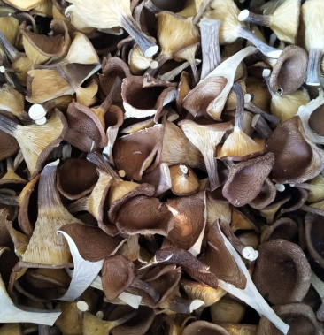 [猪肚菇批发]食用菌猪肚菇干品价格35.00元/斤 - 一亩田