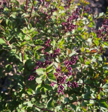 小叶丁香球 四季丁香树苗 丁香落地造型球 实地看苗订购