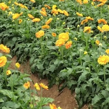 非洲菊