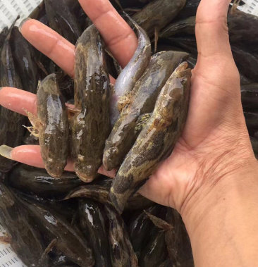 [笋壳鱼苗批发]泰国笋壳鱼苗,品种优良抗病强生长快价格1.