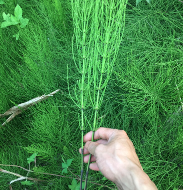 接骨草节节草野生干货包邮