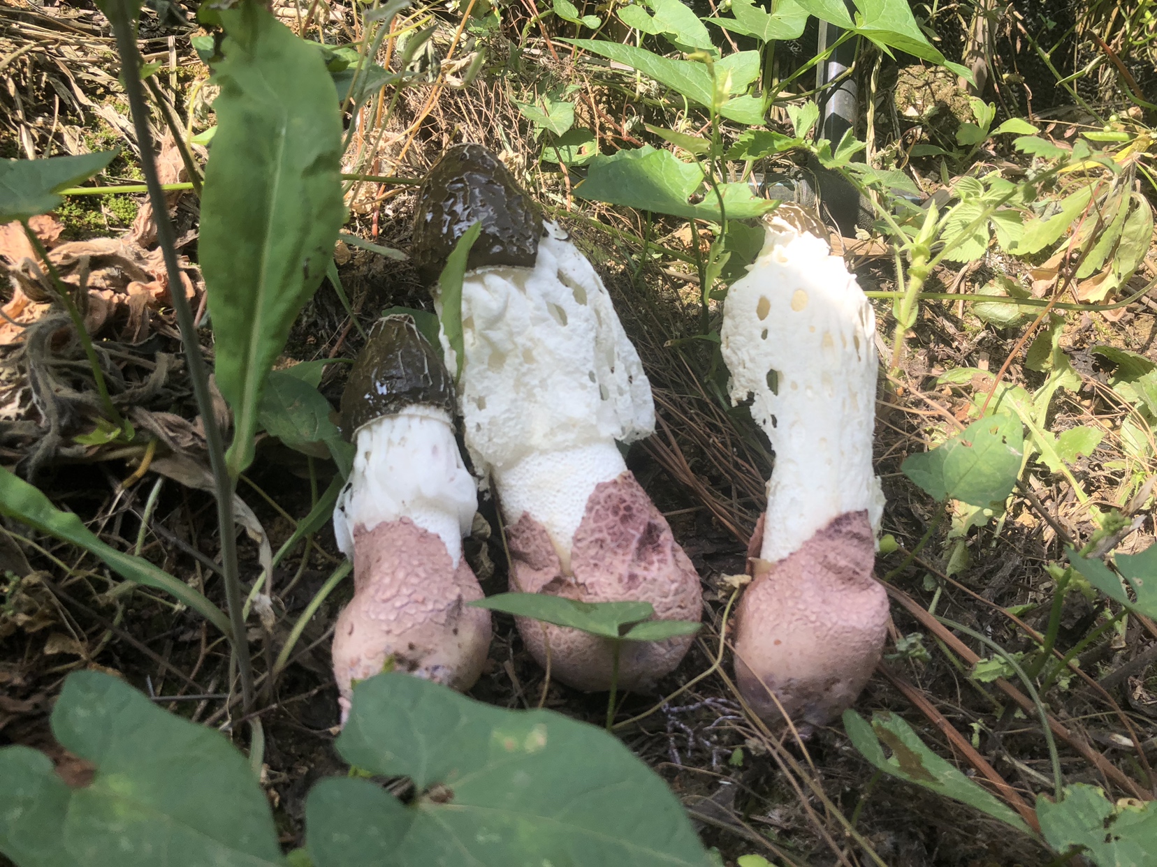 长裙竹荪人工林下仿野生栽培场景